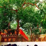 Solosmasthana : Jaya Sri Maha bodhiya