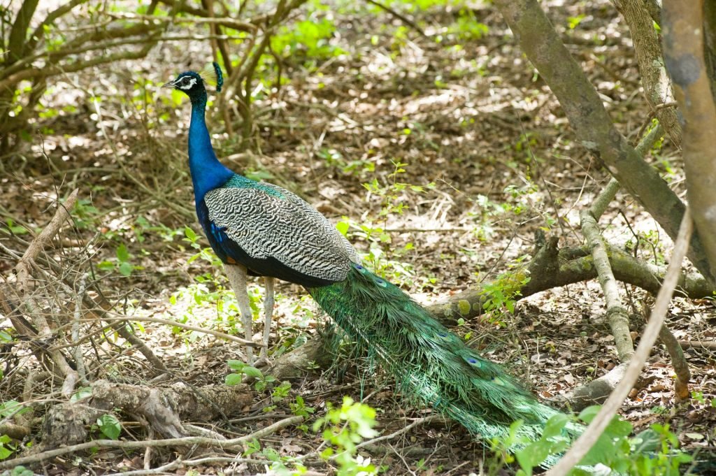 Peacock Sri Lanka